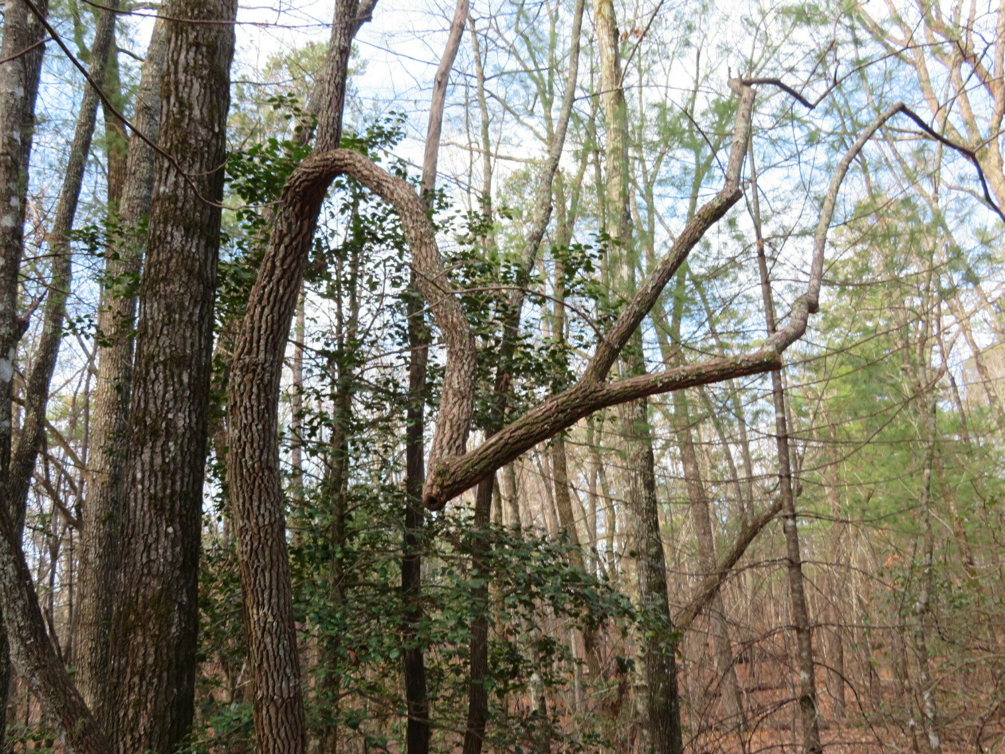 Looks like I am getting fixated by these odd formed trees.