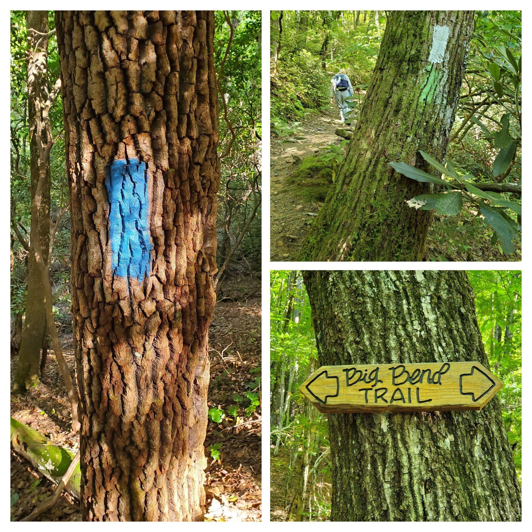 Nice trail blazing and signs at key intersections.