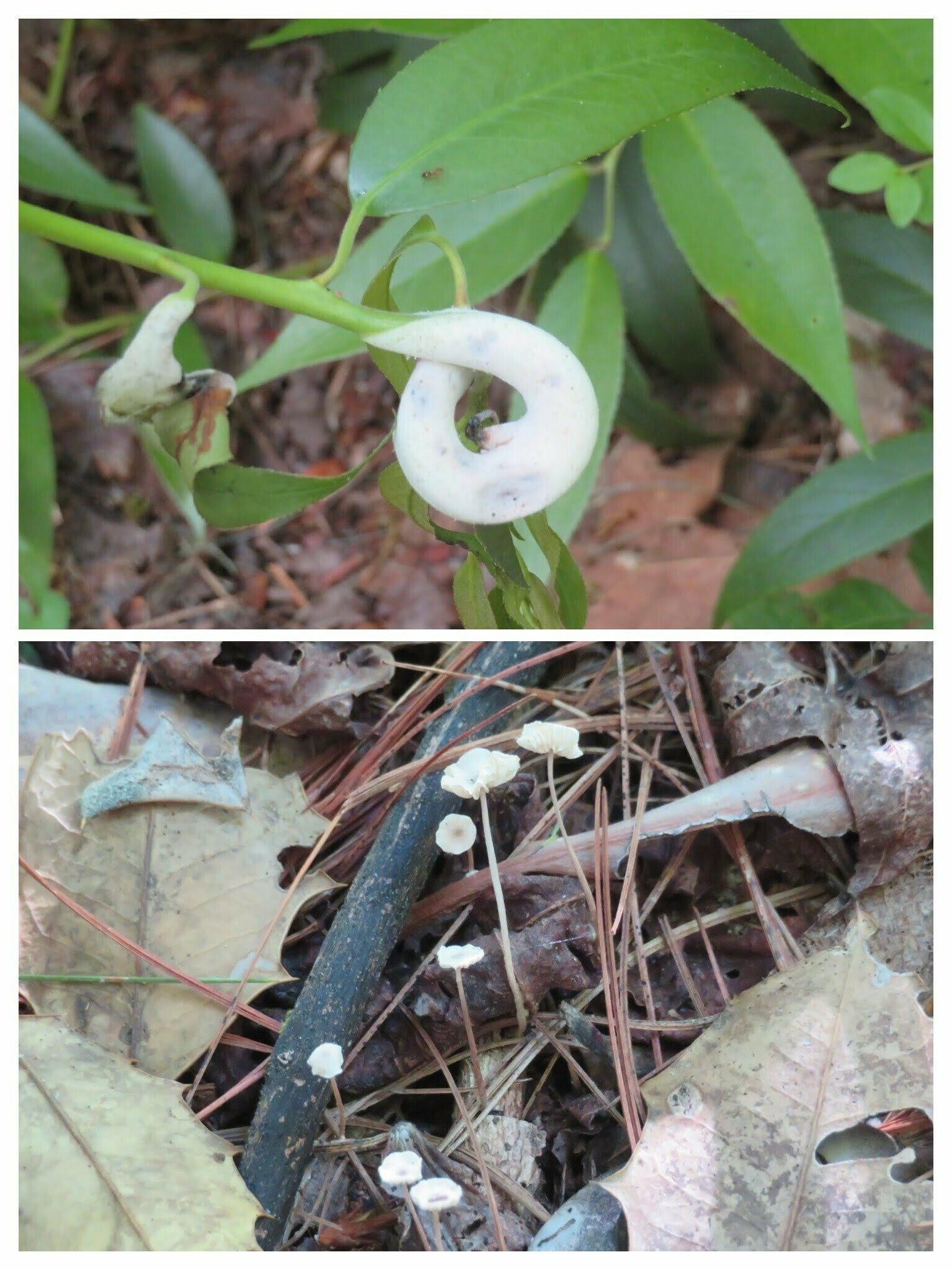 Some interesting fungus along the trail.