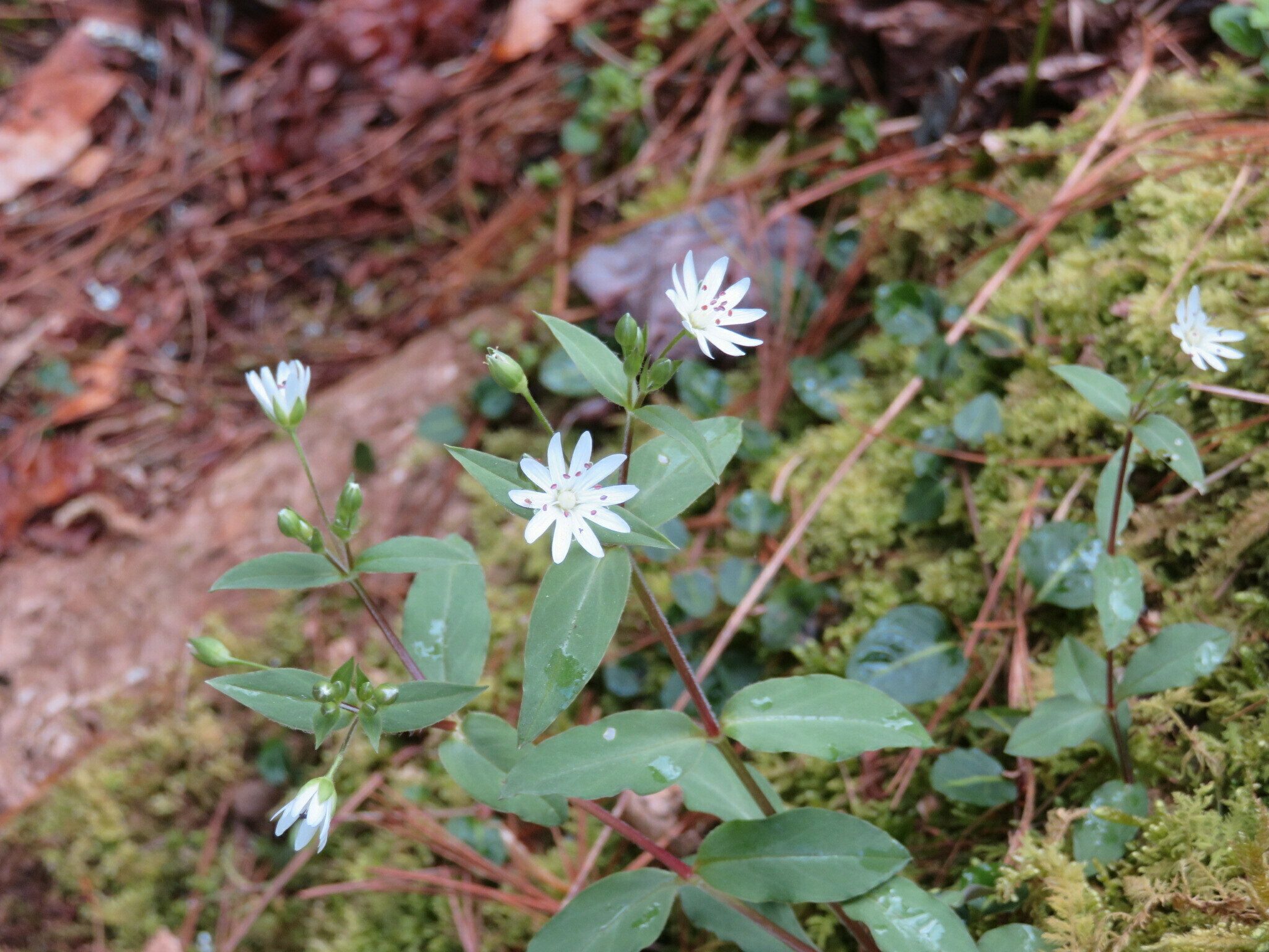 Star Chickweed (Stellaria pubera)