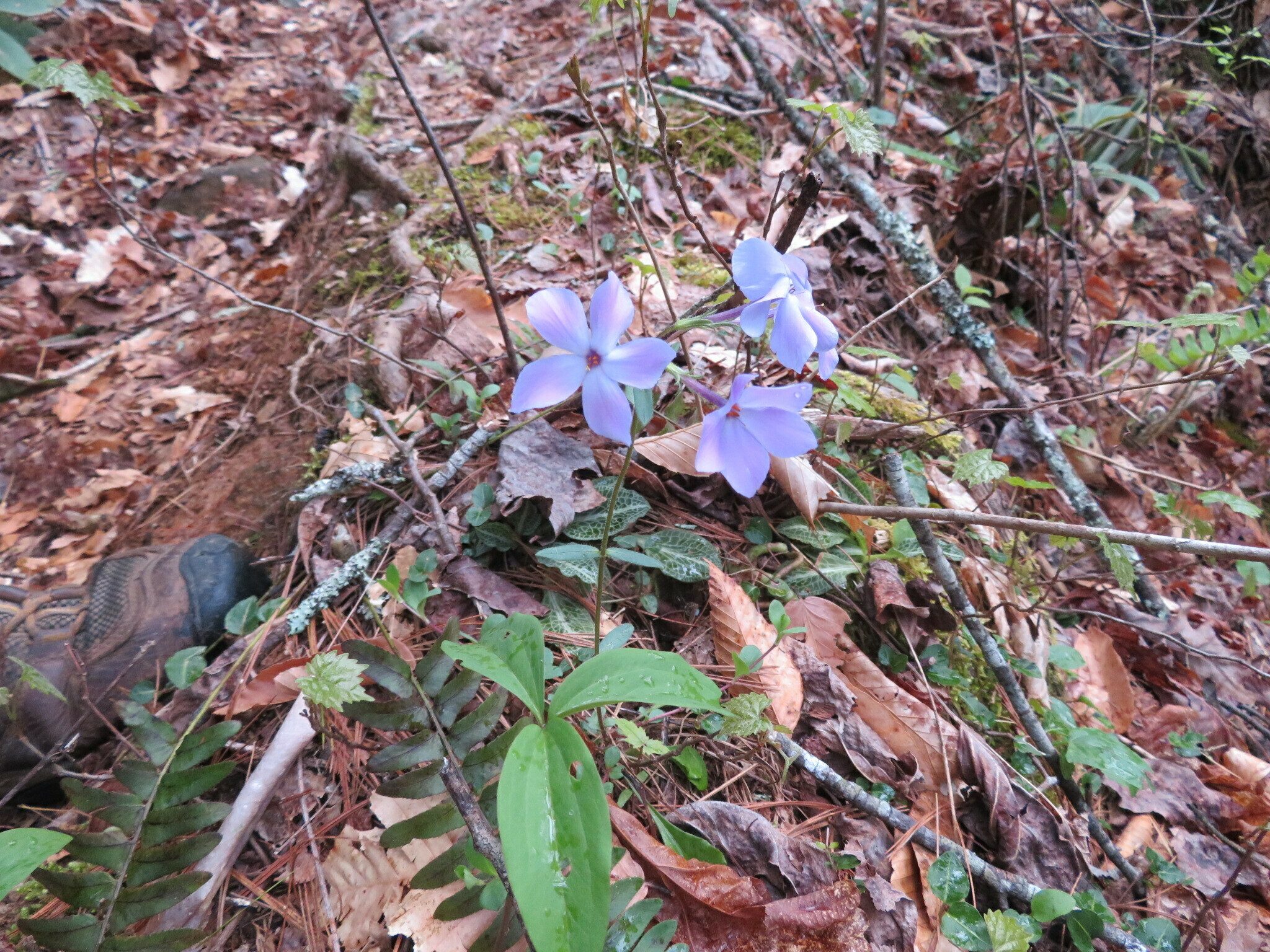 Wild blue phlox (Phlox divaricata)