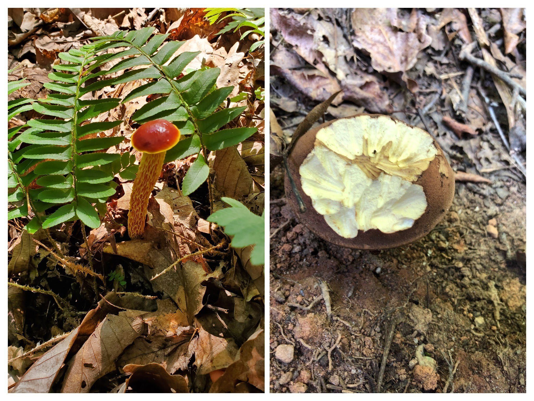 Tied for "Fungi of the Week."