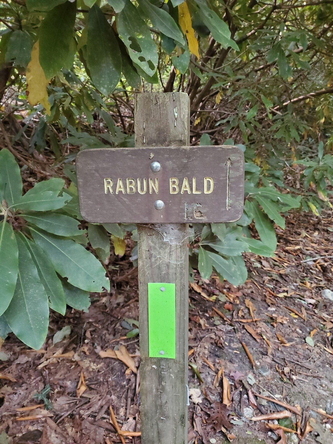 This trailhead is actually just a short trail to join the Bartram Trail the rest of the way up to Rabun Bald.