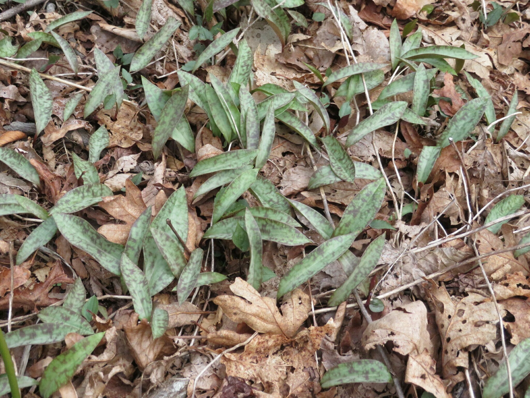 A bit early for these trout lilies to be blooming.