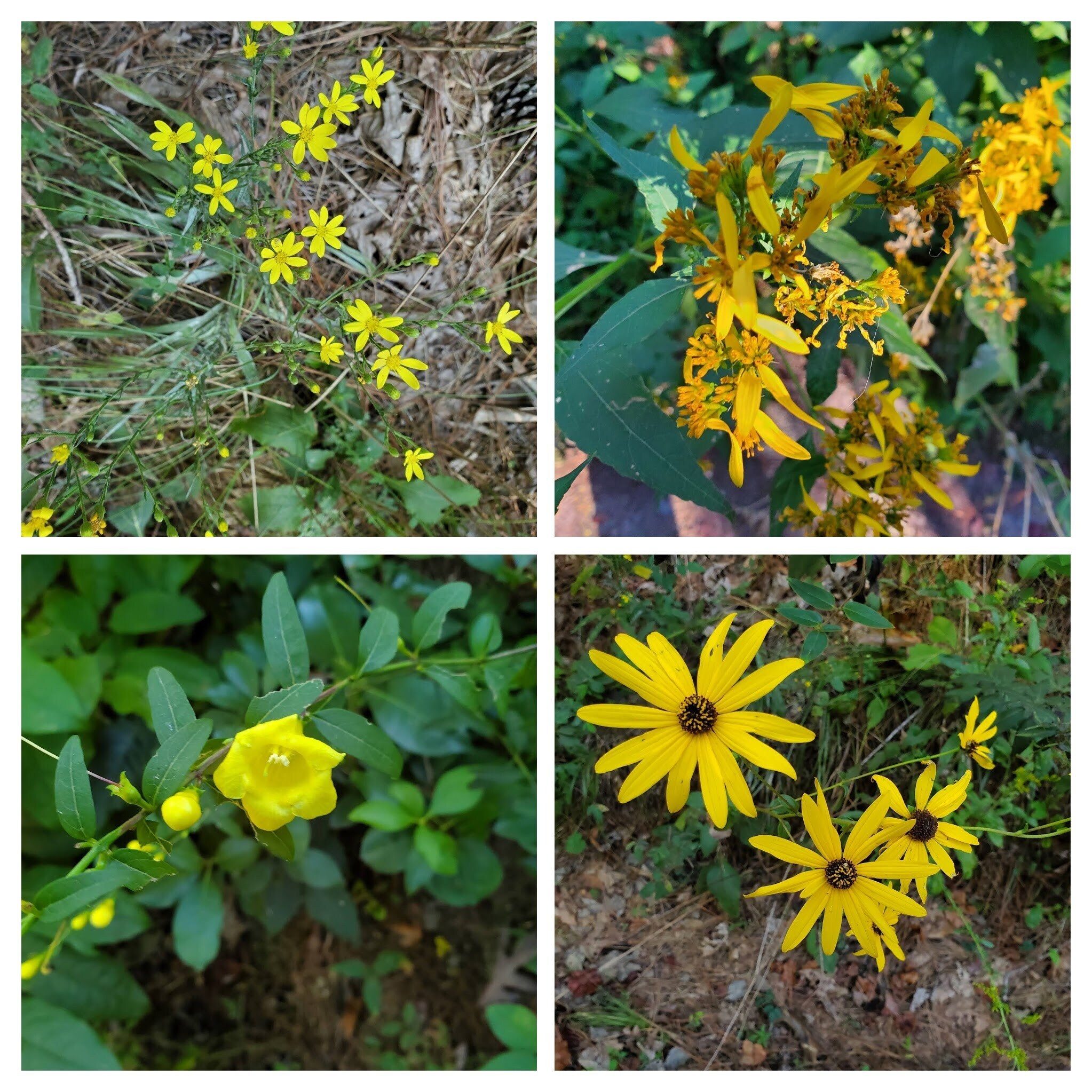 Yep! Lots of yellow flowers.