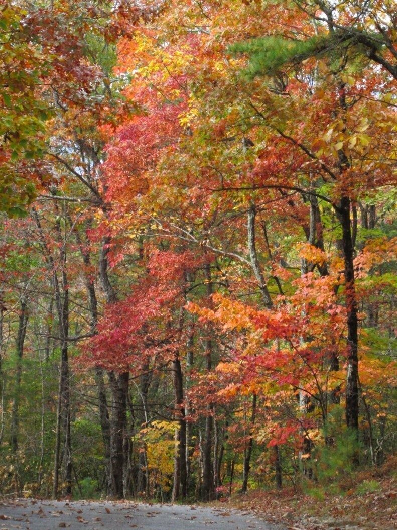 A nice photo of some color on the road up Wayah Bald that we really didn't see along the trail