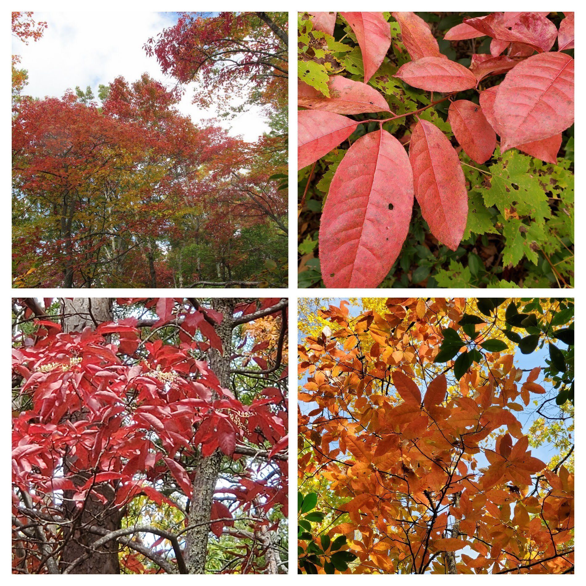 Sourwoods dominated the red colors today.