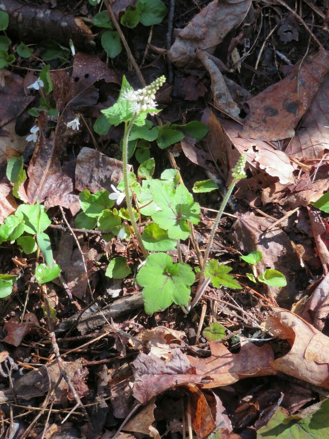 Foamflower (Tiarella cordifolia)