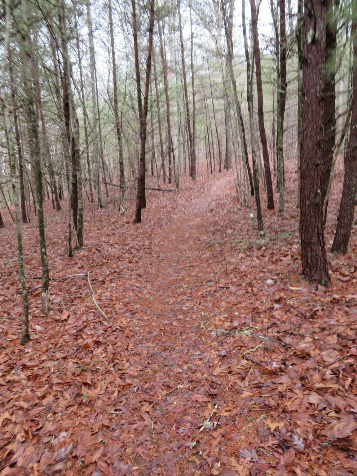 The hiking trail bed is quite nice, except for a few surprise roots . . . right Bob?
