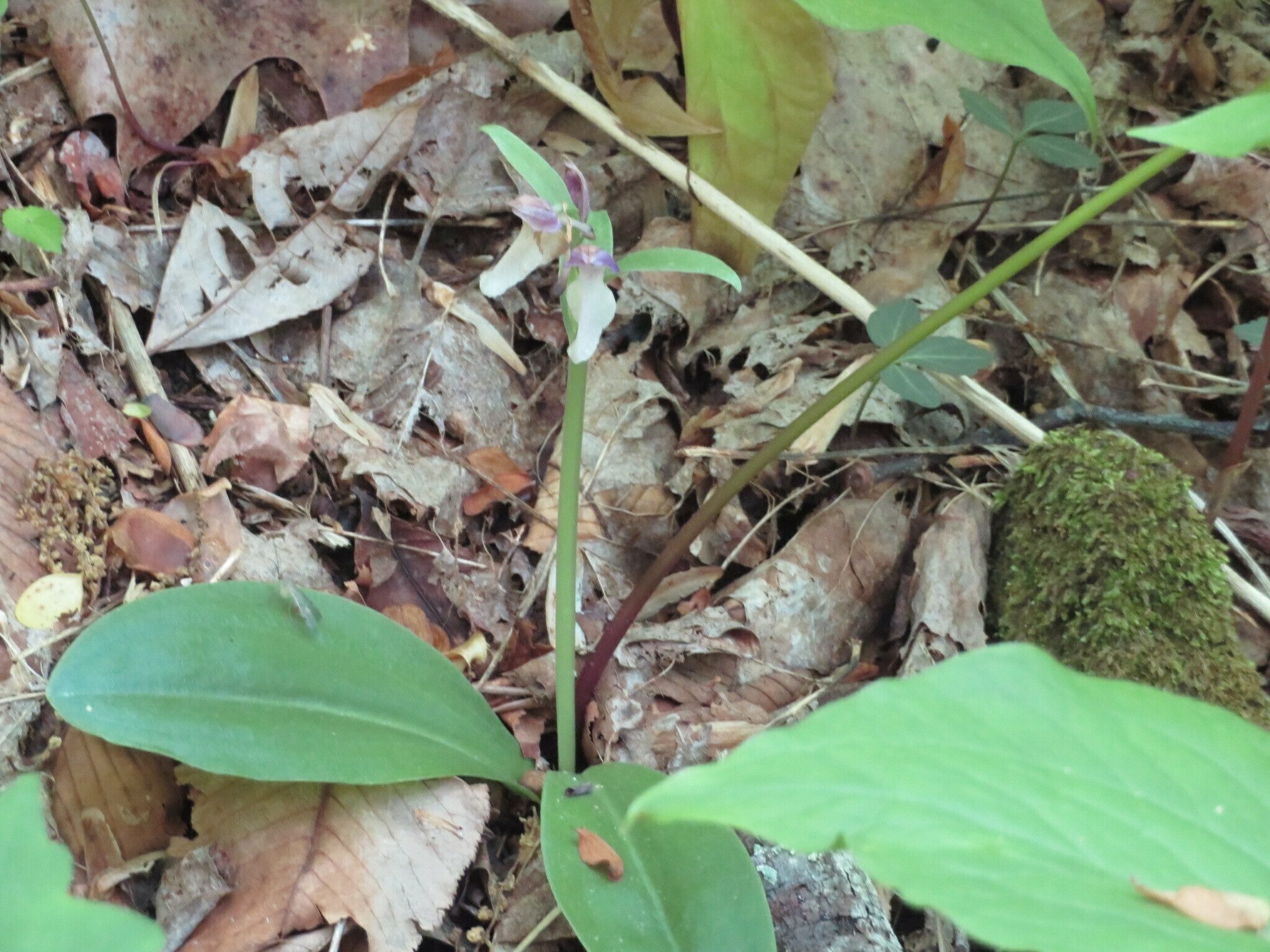 Showy orchis (Orchis spectabilis) at the end of its blooming cycle.