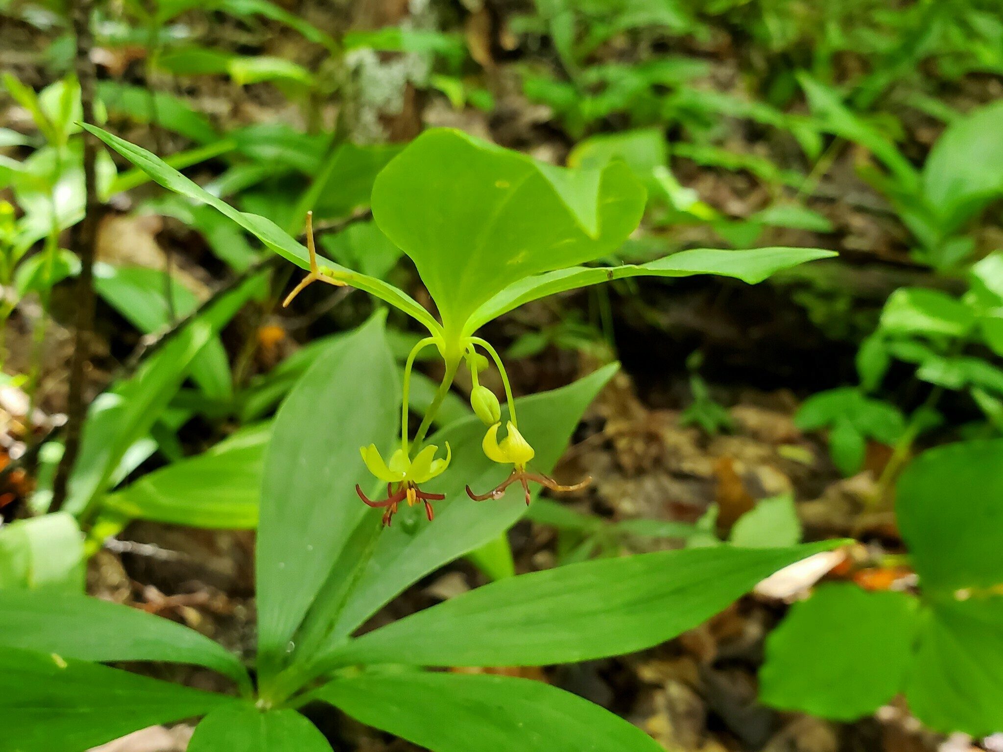 Indian cucumber (Medeola virginiana)