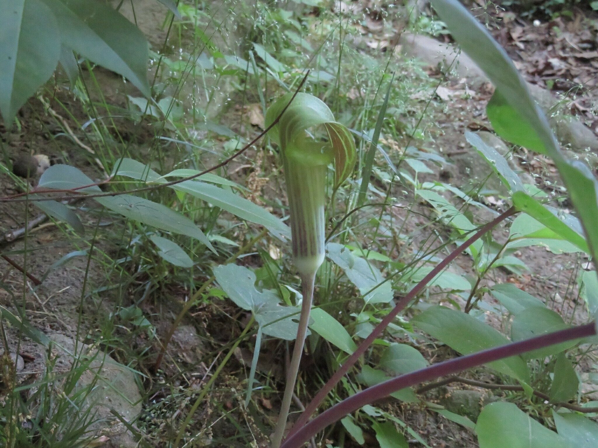 One of a few Jack-in-the-pulpits seen along the trail.