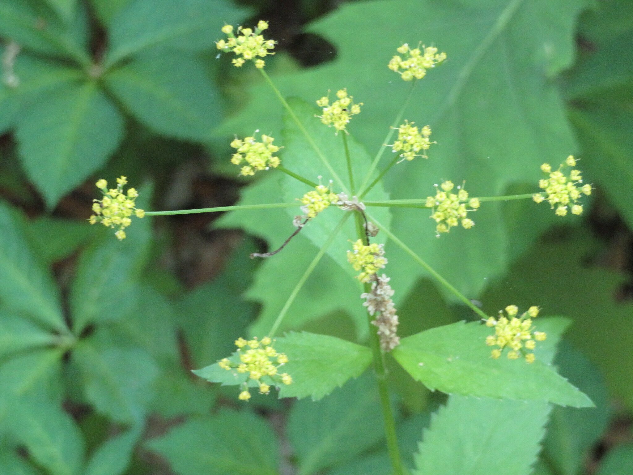 Golden Alexander (Zizia trifoliata)