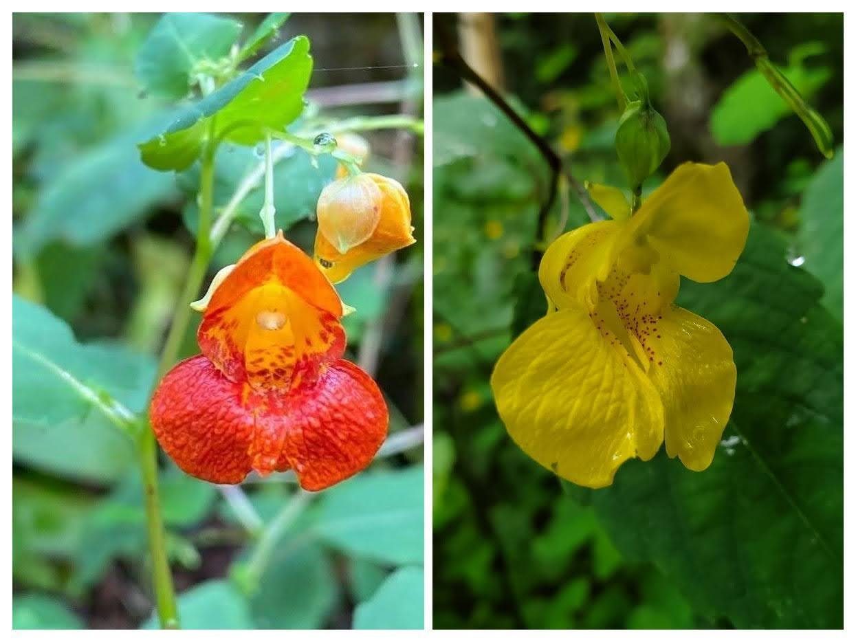 Spotted and Pale Jewelweed