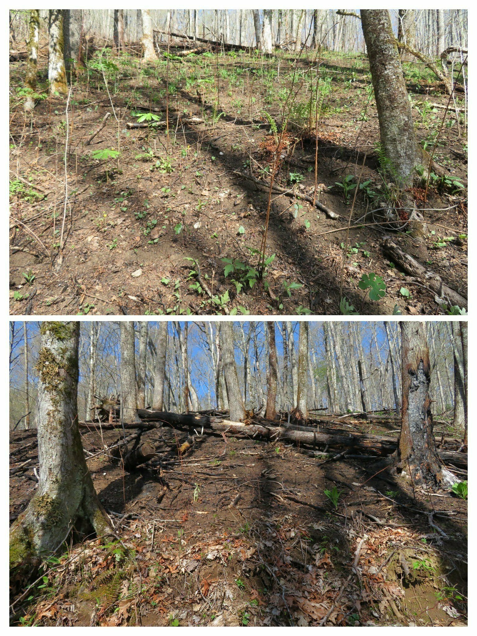 The initial section of the hike took us along the southern boundary of the recent controlled burn.