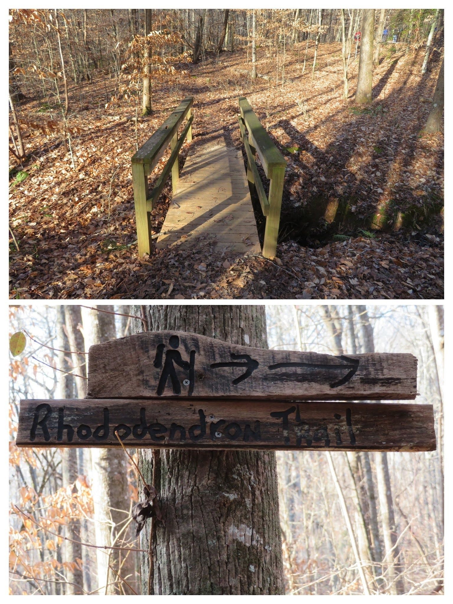 Trailhead for the Rhododendron Trail . . . . what Rhododendrons?