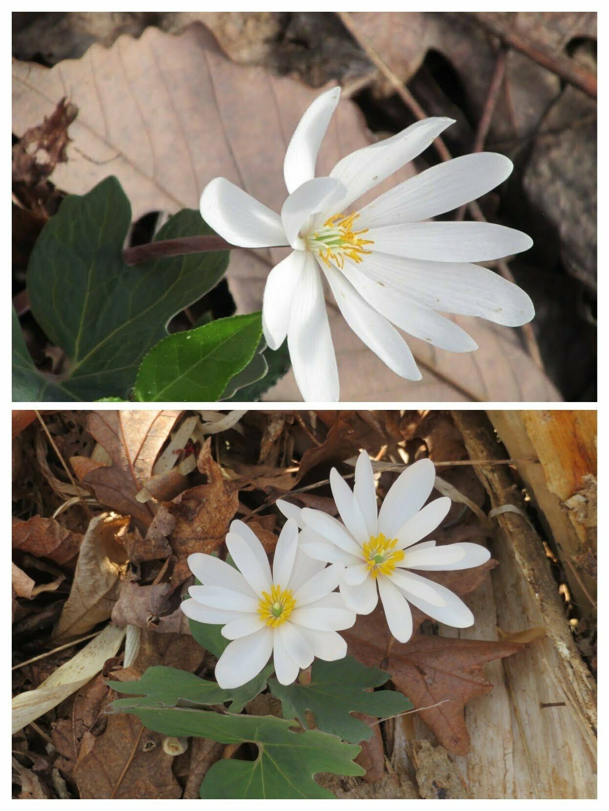 Also lots of a Spring favorite: Bloodroot (Sanguinaria canadensis).