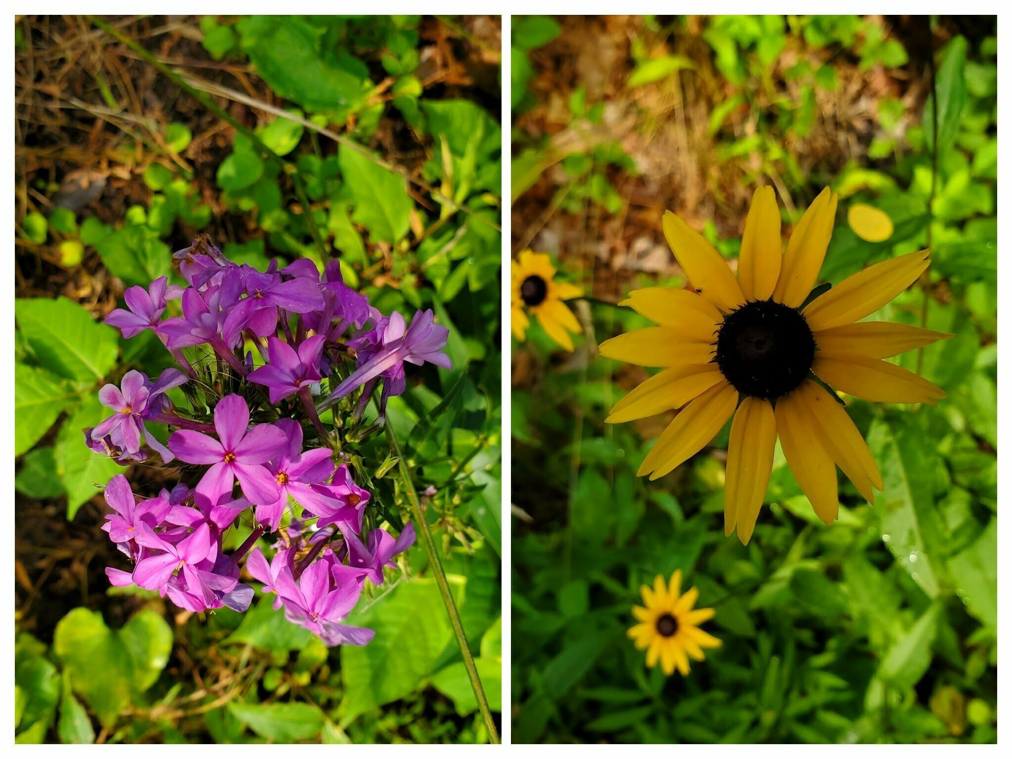 Some roadside color, but not on the trail.
