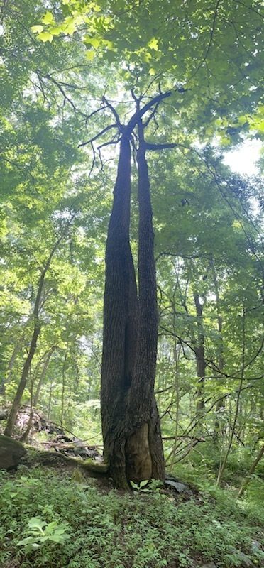 An interesting tree with tree trunks, two of which had grown together near the base.