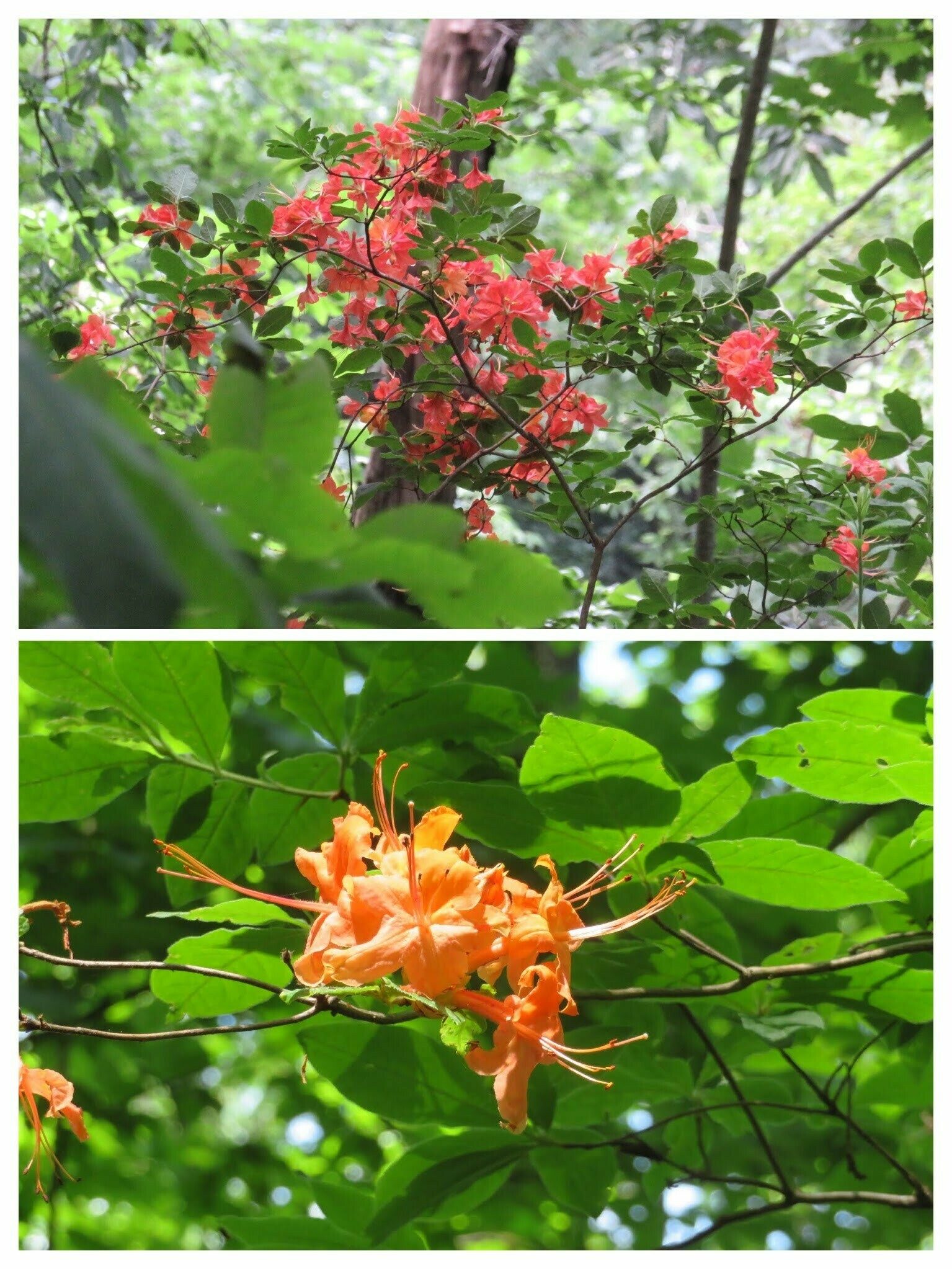 We were surprised by several Flame azaleas still in bloom.