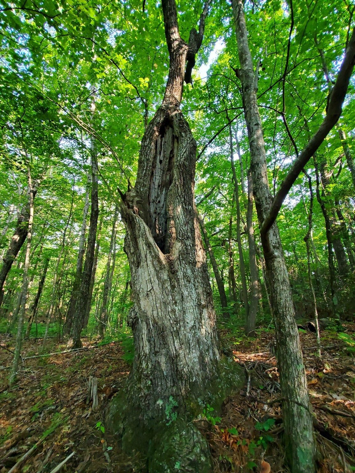 Although you would think this tree is dead, the top is quite full and alive.