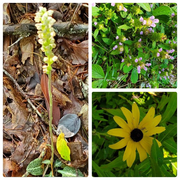 Not many wildflowers today.