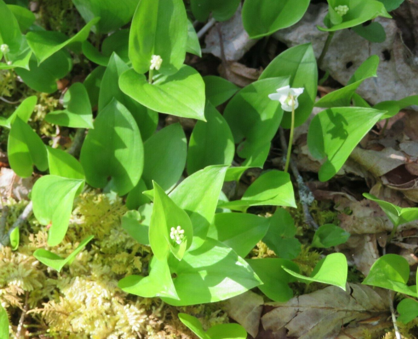 Canada mayflower (Maianthemum canadense) ???