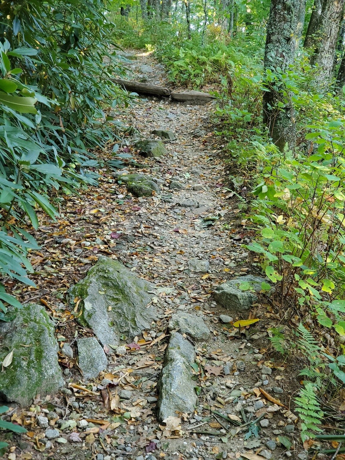 This is the typical condition of the Bartram Trail on our way up.