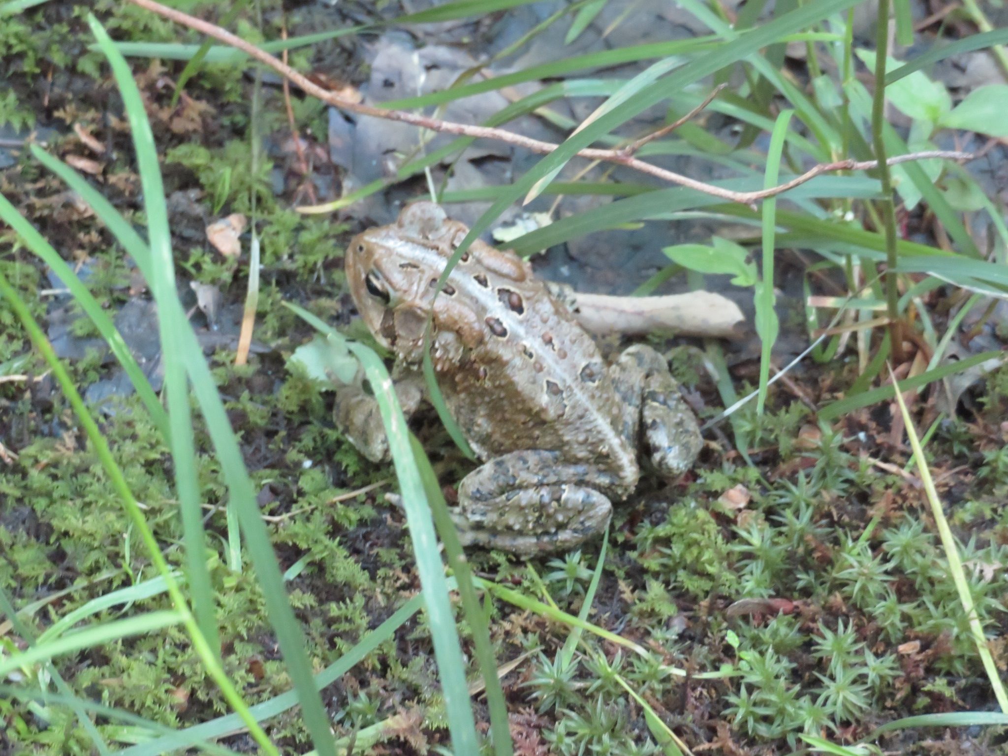 Greetings from Mr. Toad!