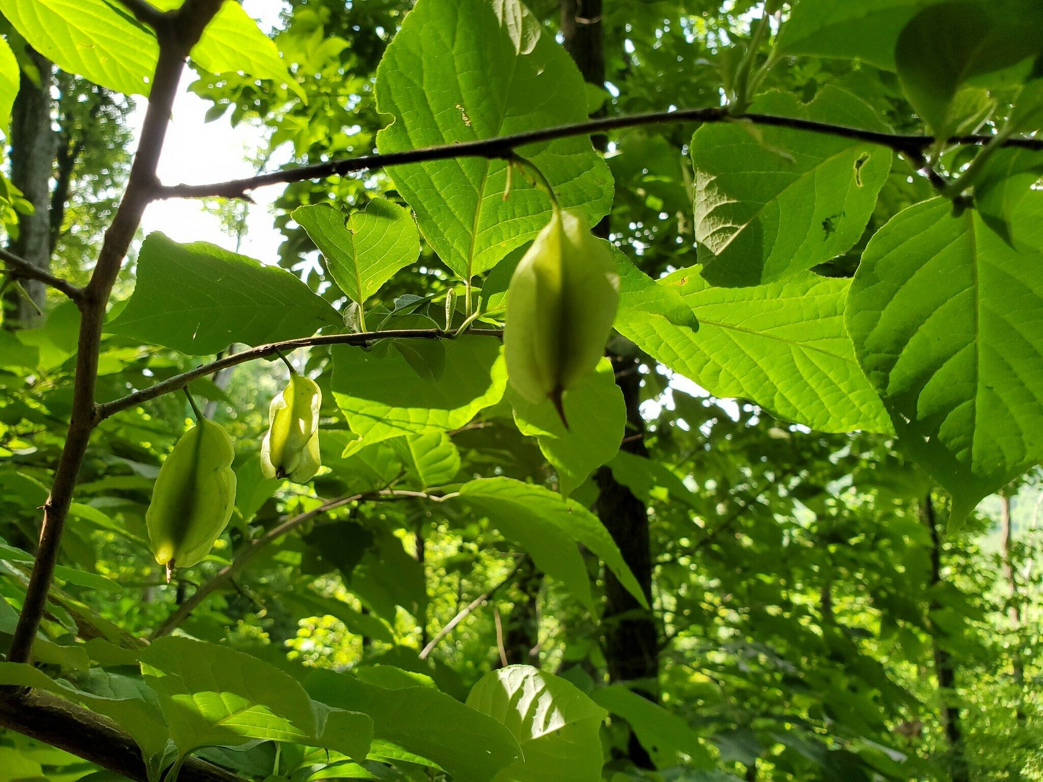 Seed pods of Carolina silverbells.