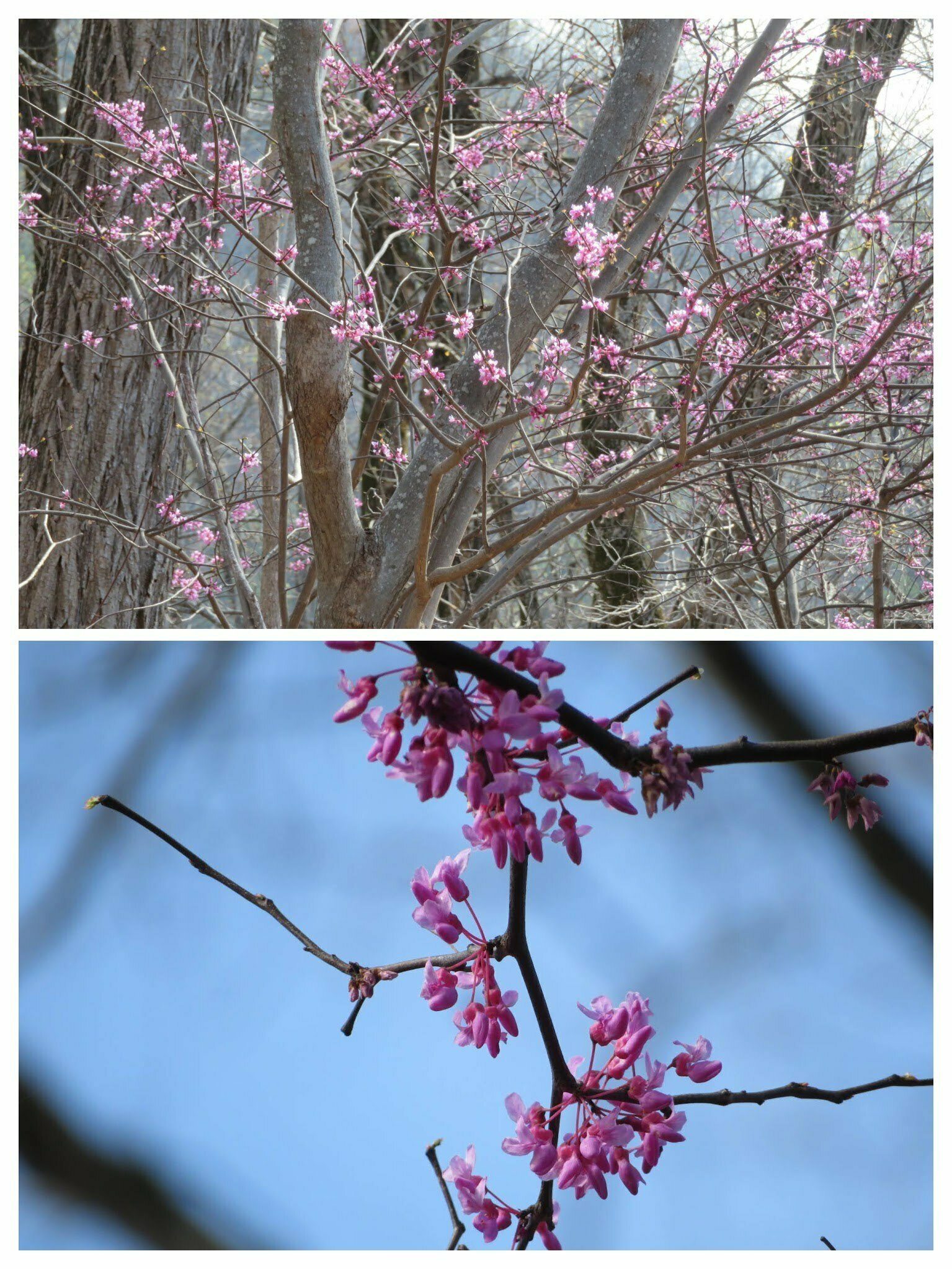 The last half of the trail had plenty of Eastern Redbud (Cercis canadensis).