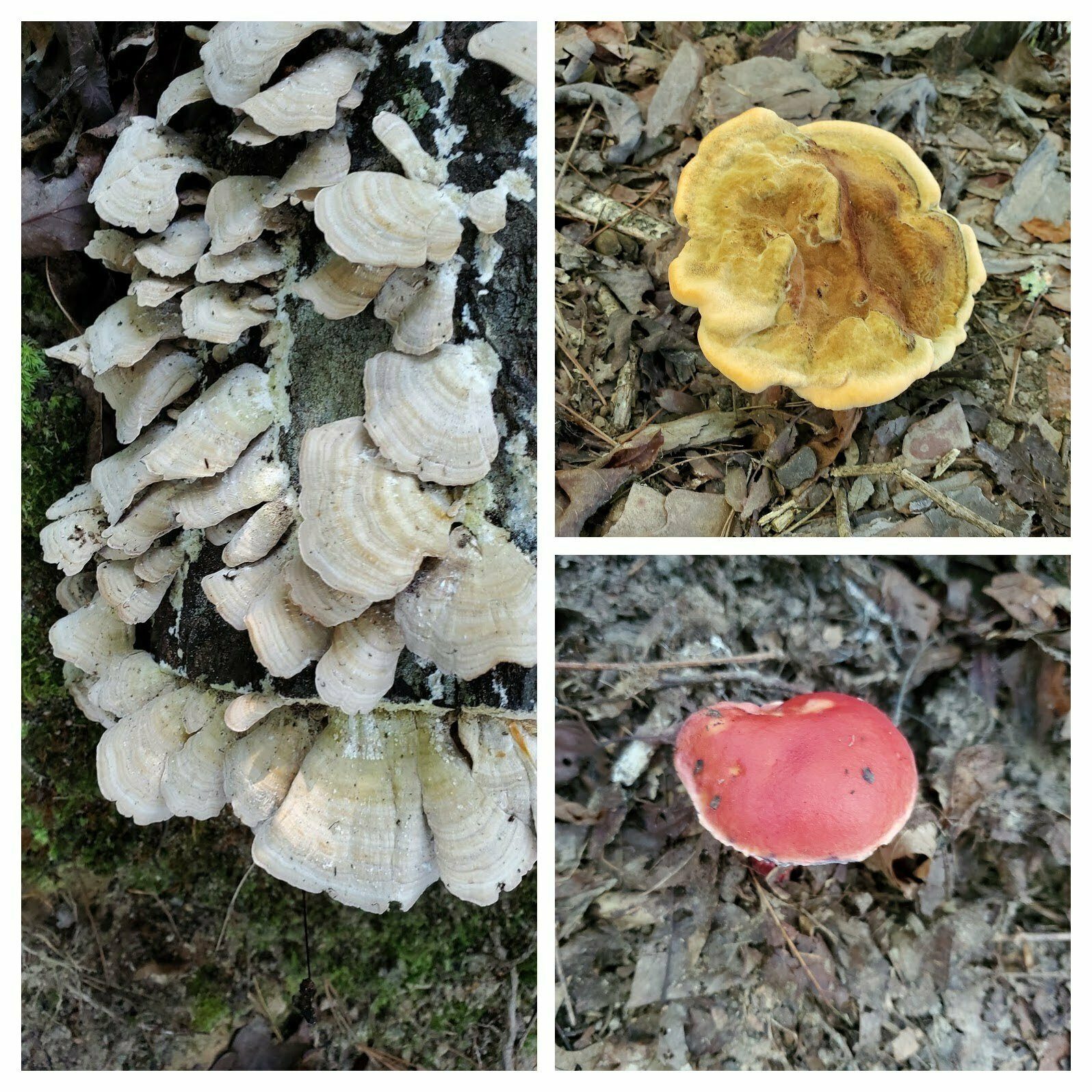 Some fungi, but the trail was very dry.
