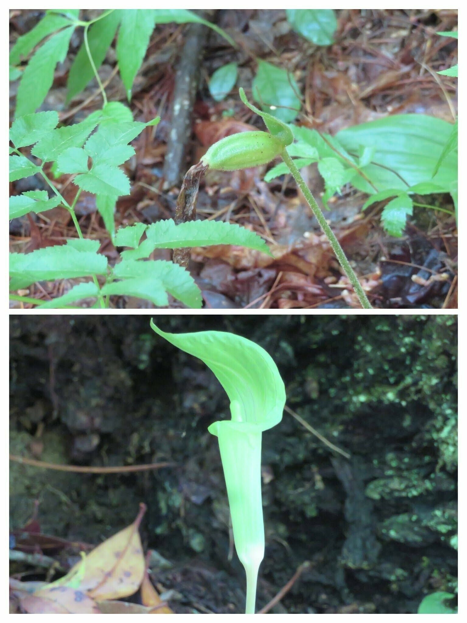 A beautiful, late Jack-in-the-pulpit and one with fruit.