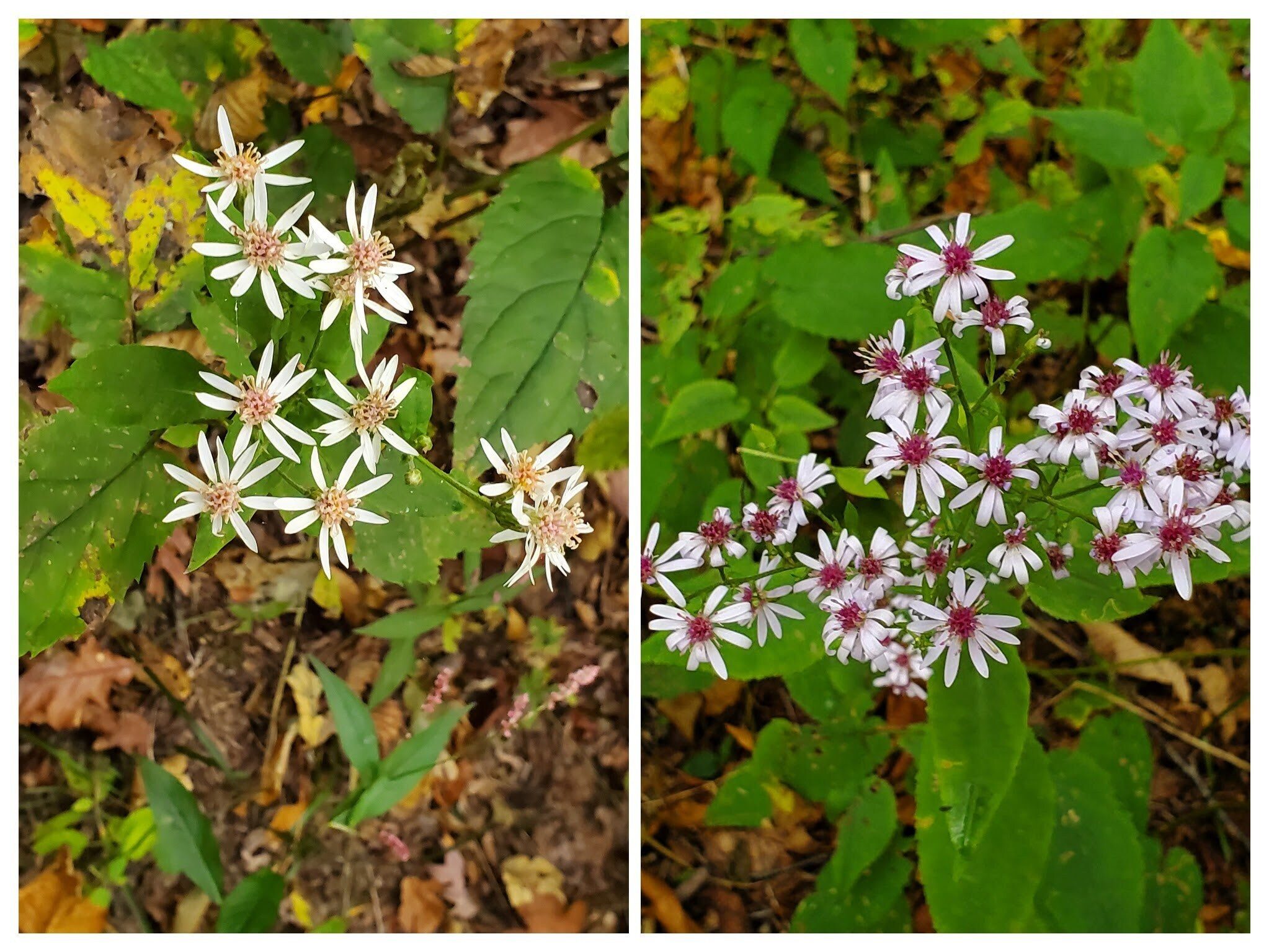 White and Blue Wood Asters.