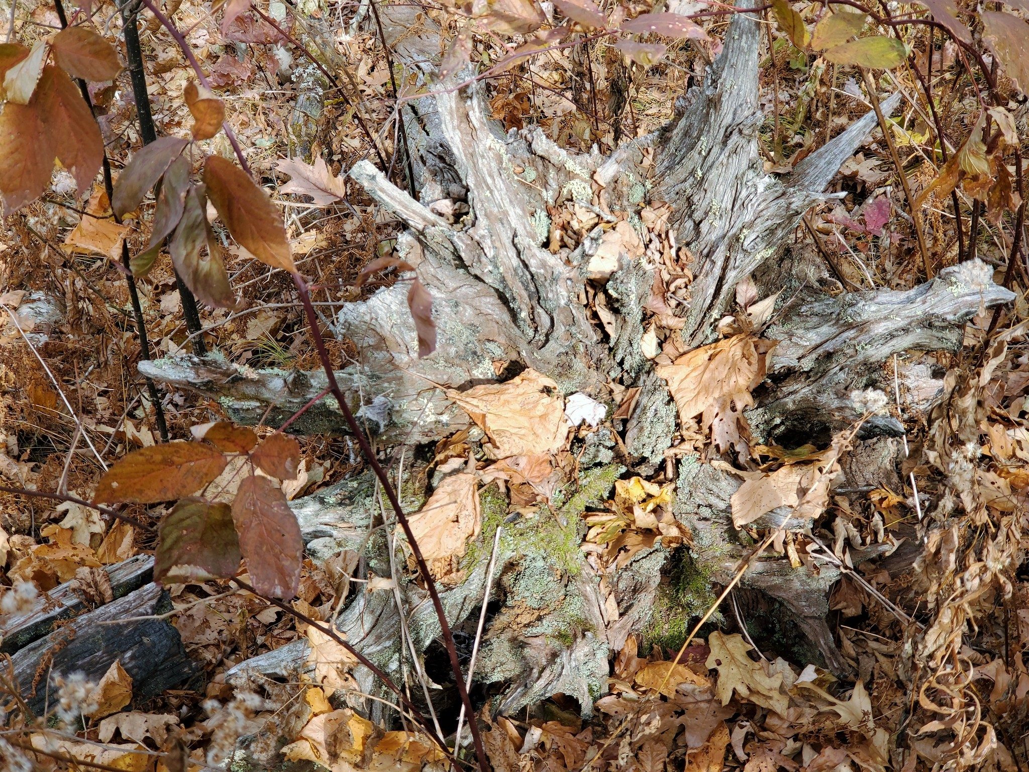The exposed roots of this stump were interesting.