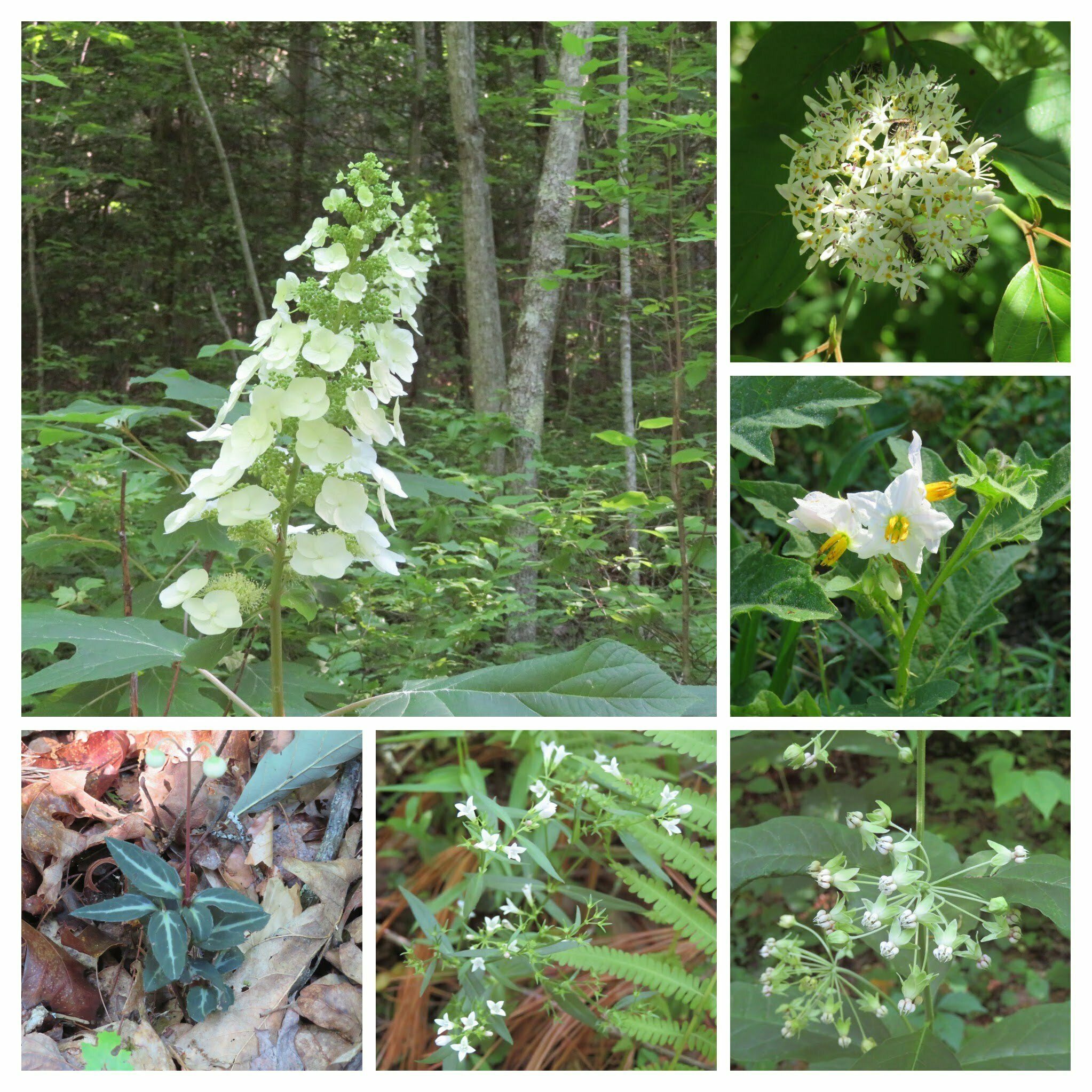 Lots of white wildflowers and . . .