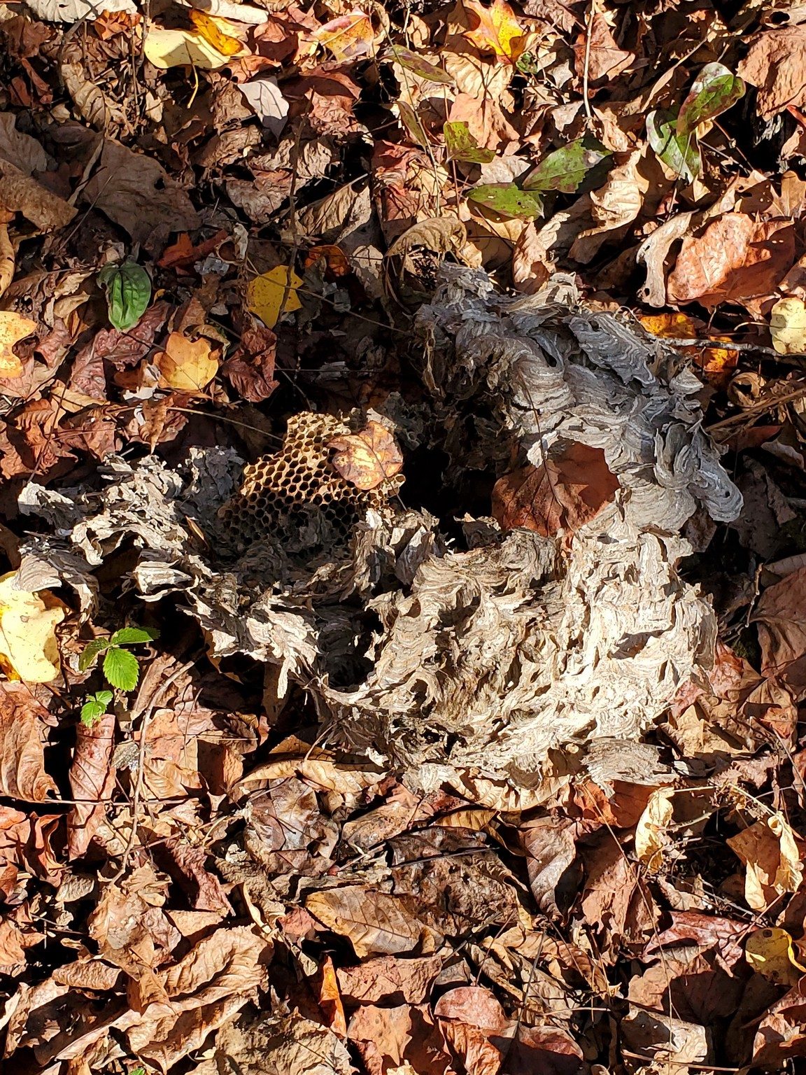 A large hornets' nest that fell along side the trail.