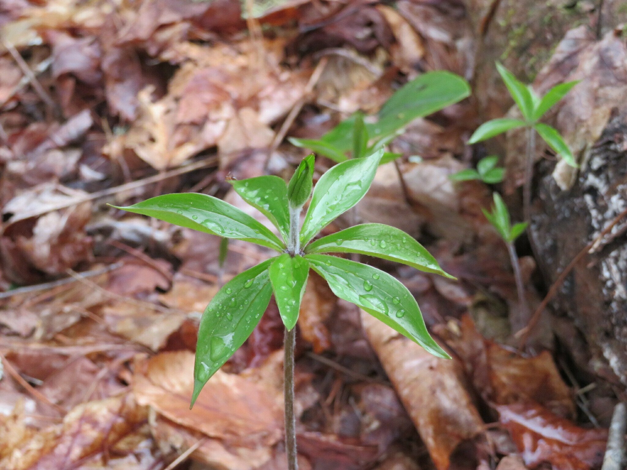 Indian Cucumber Root (Medeola virginiana) just coming up.