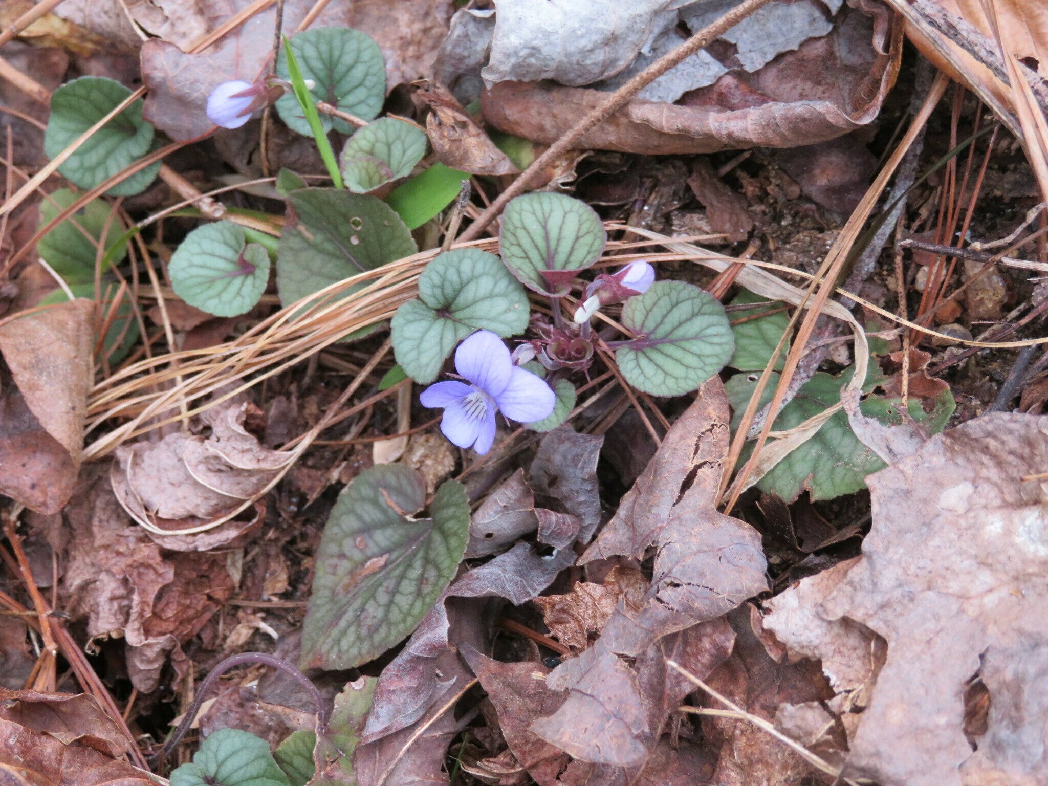 Common Blue Violet (Viola sororia)
