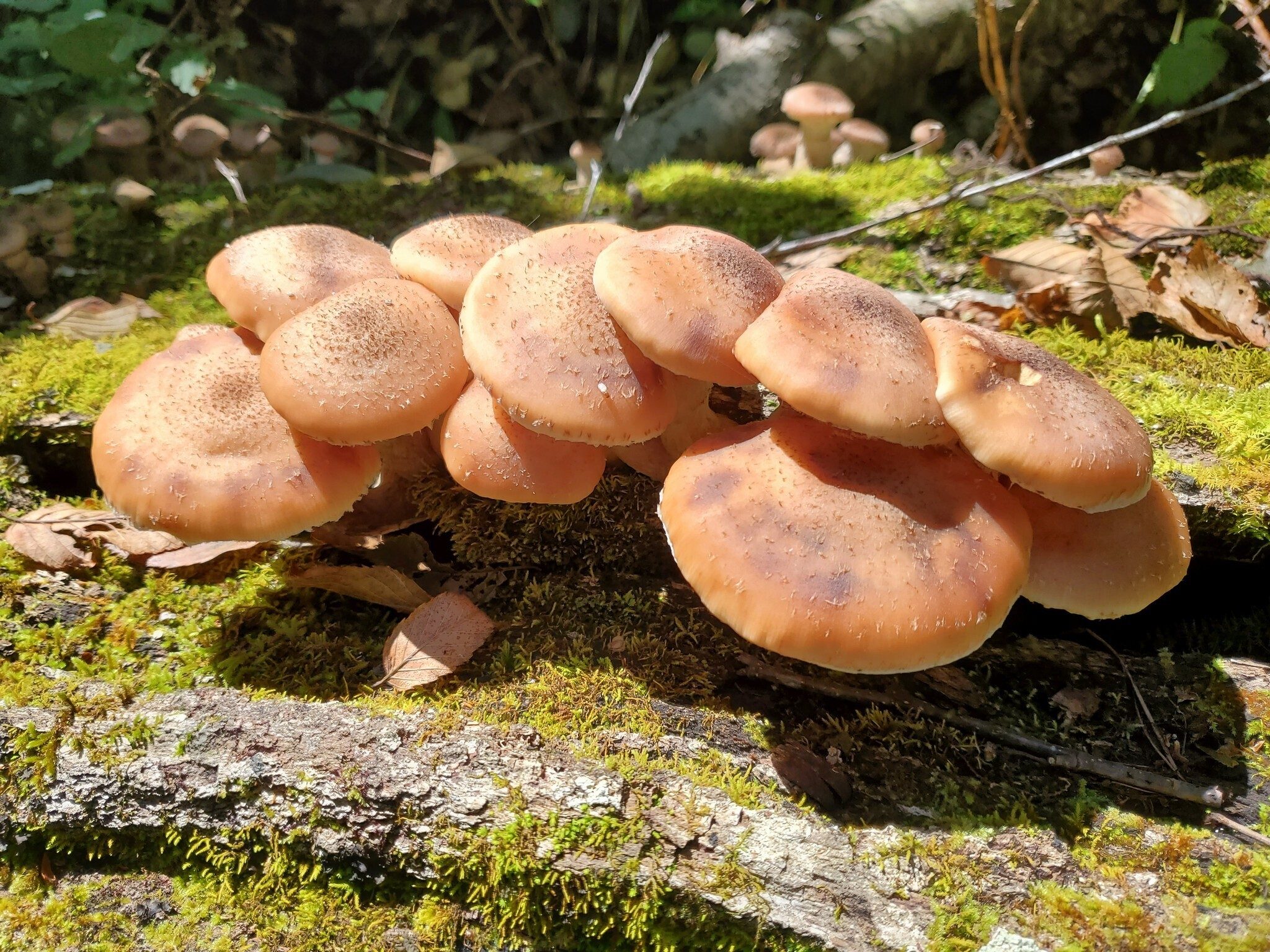 The freshest and best mushroom example today.