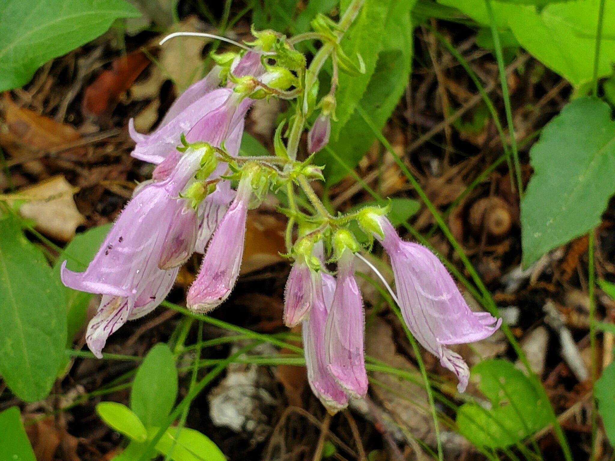 Beard-tongue (Penstemon canescens )