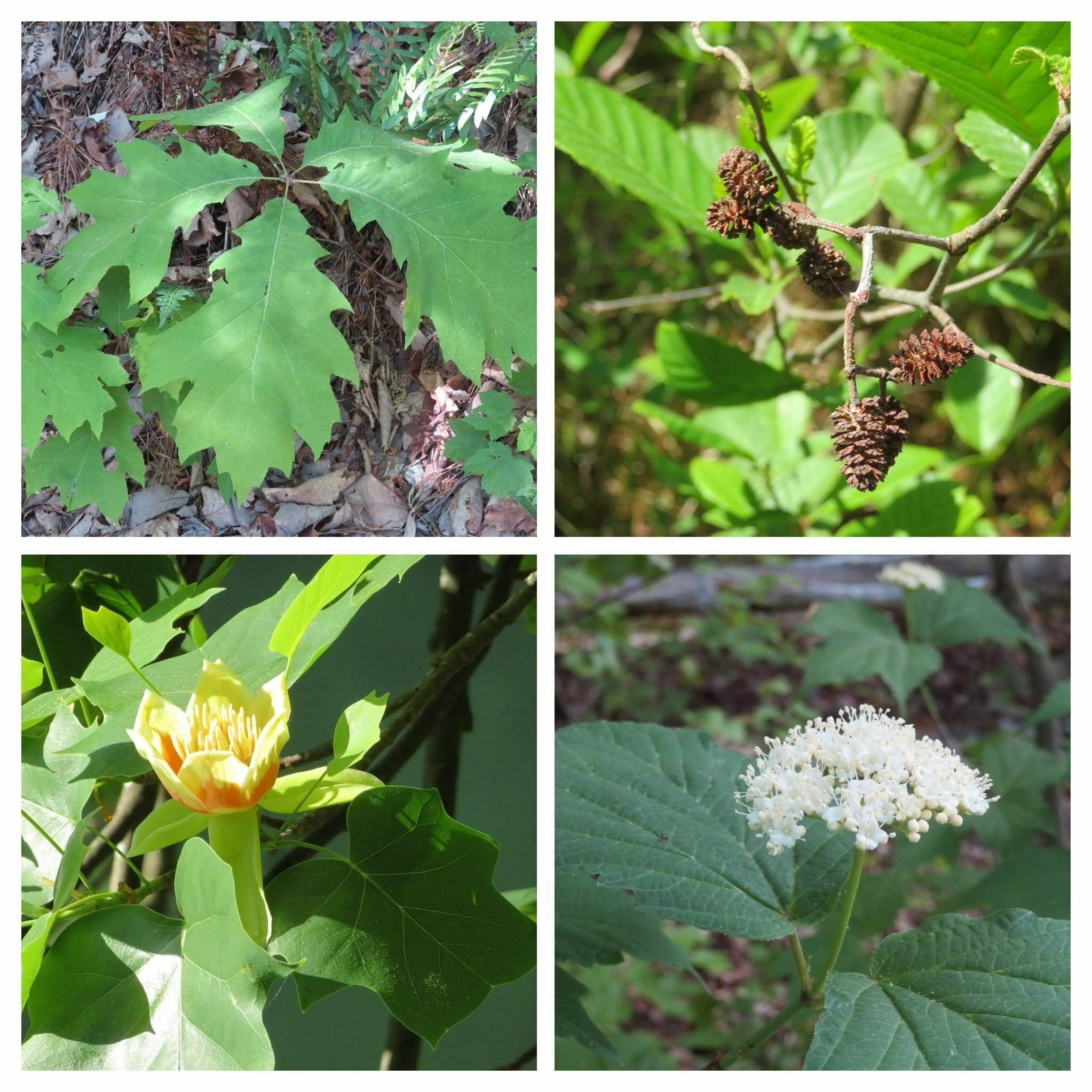 Trees showing off (UL clockwise): Large leaves of Red Oak; Alder cones; Tulip Poplar bloom & Mapleleaf viburnum.