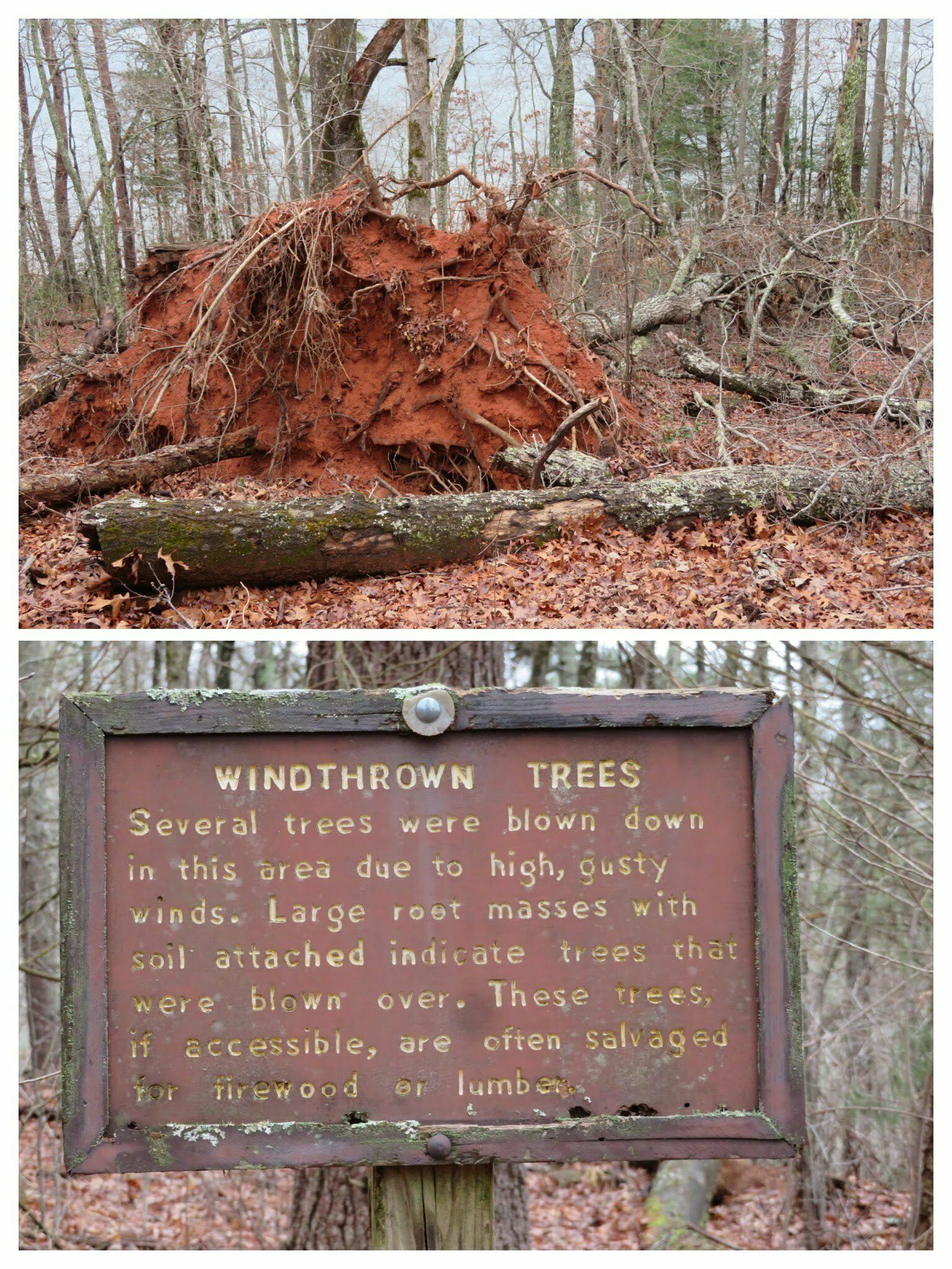 This trail information sign was a bit puzzling, so we are providing an example just in case you are not sure. . . . really?