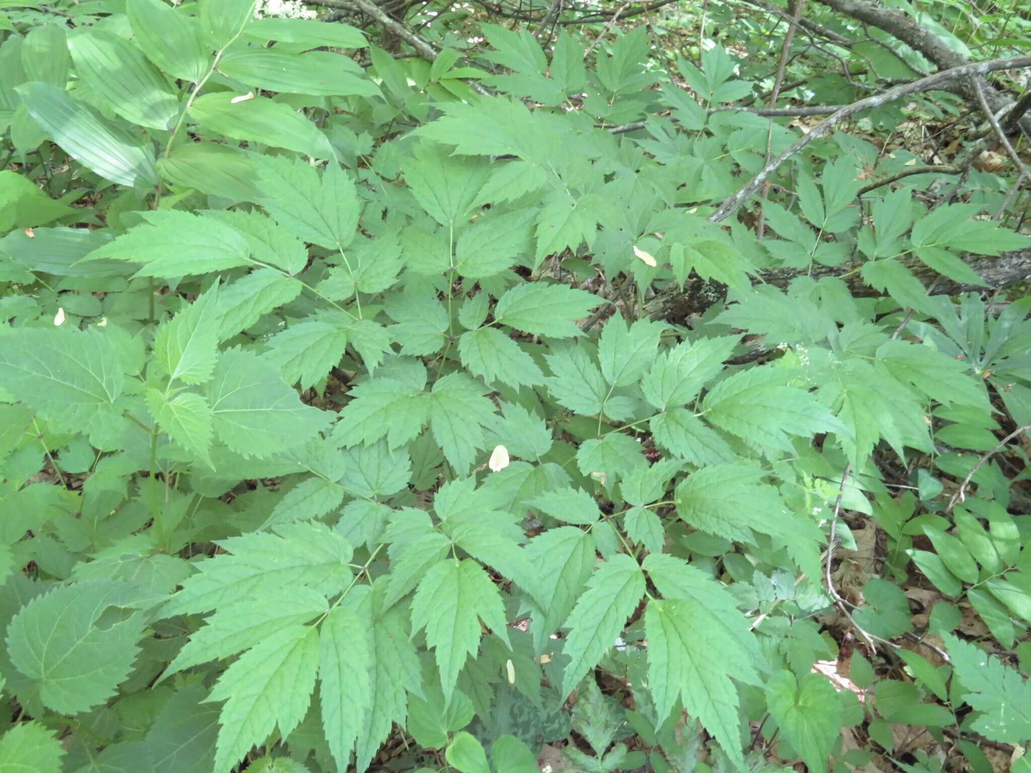 Yellowroot (Xanthorhiza simplicissima) not in bloom