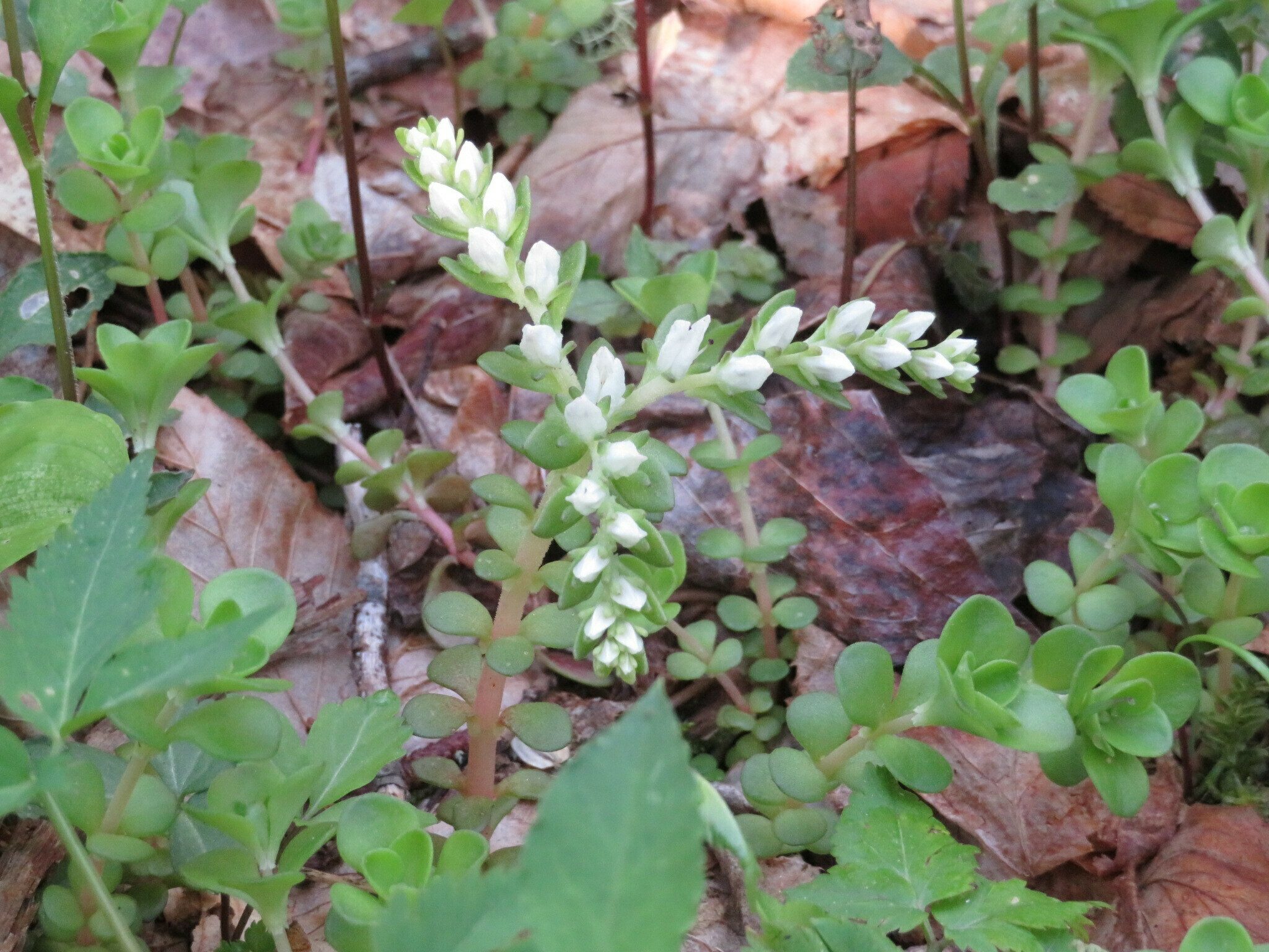 Woods Stonecrop (Sedum ternatum) about to bloom.