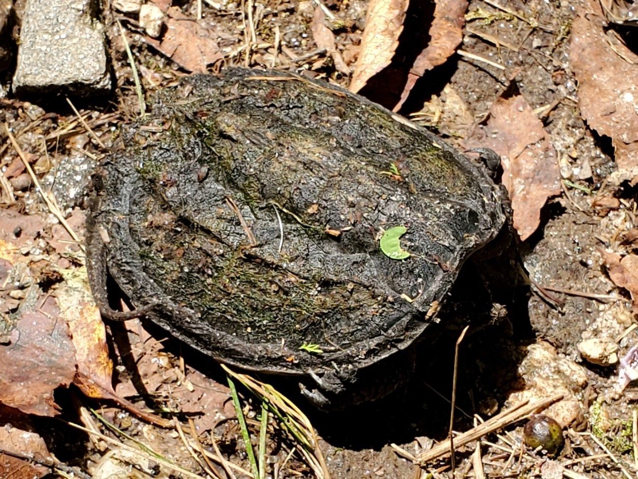 Vic sighted this small (6" long) Snapping Turtle on the side of the trail.