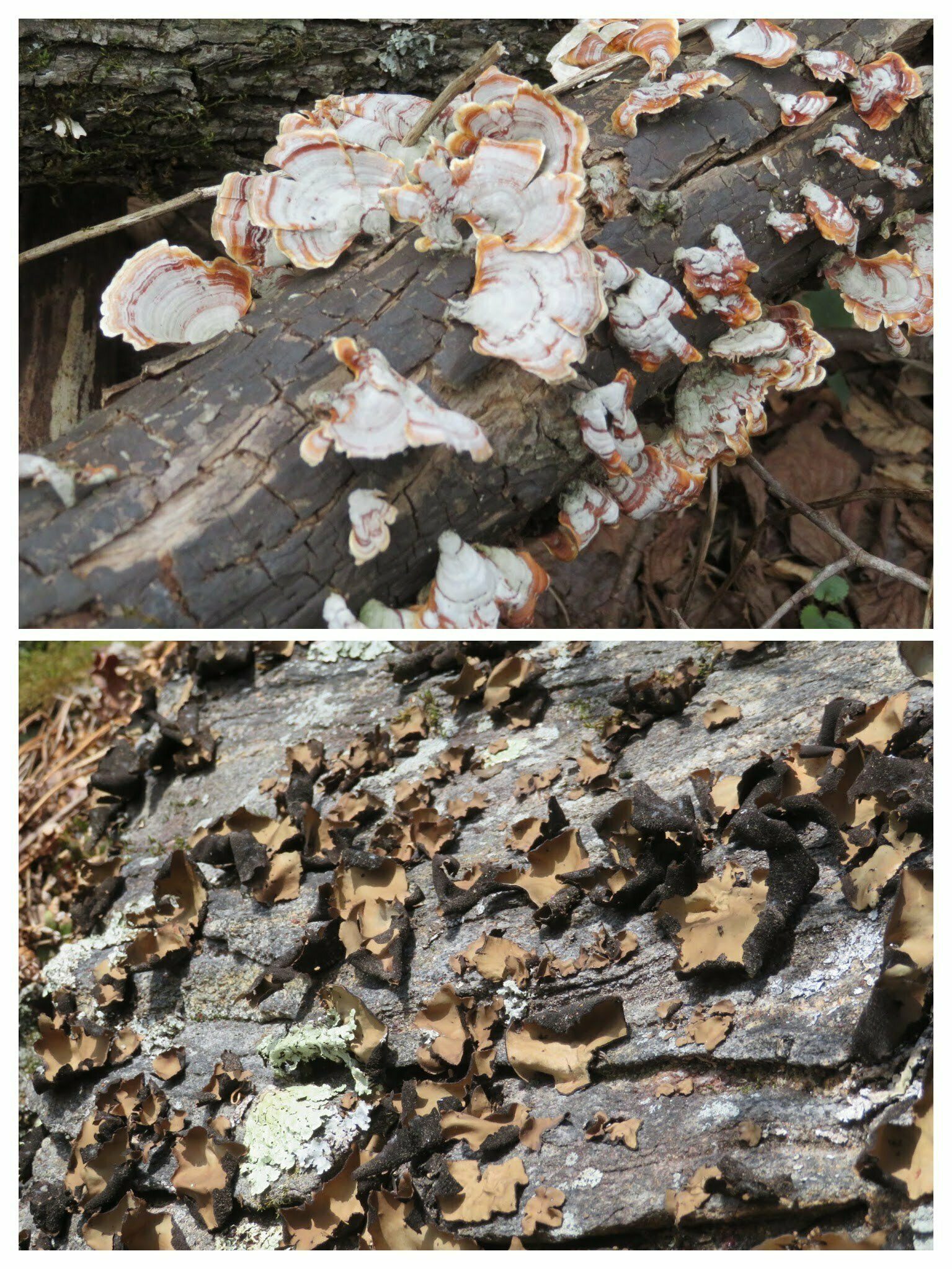 Some, but not a lot of fungus along the trail.