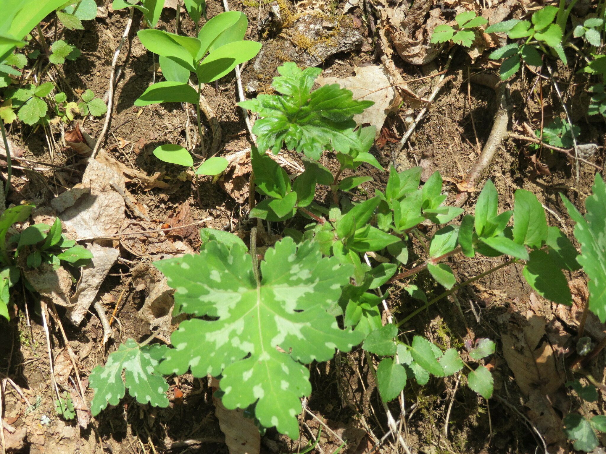 Not sure of this plant which we saw both with and without variegation.