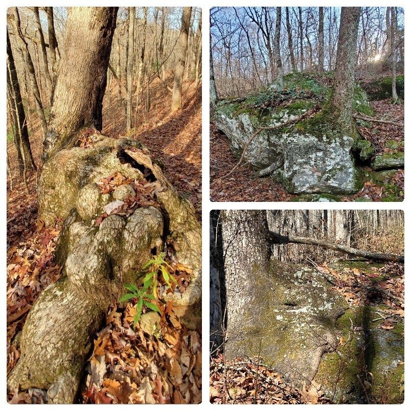 Trees and large boulders coexisting.