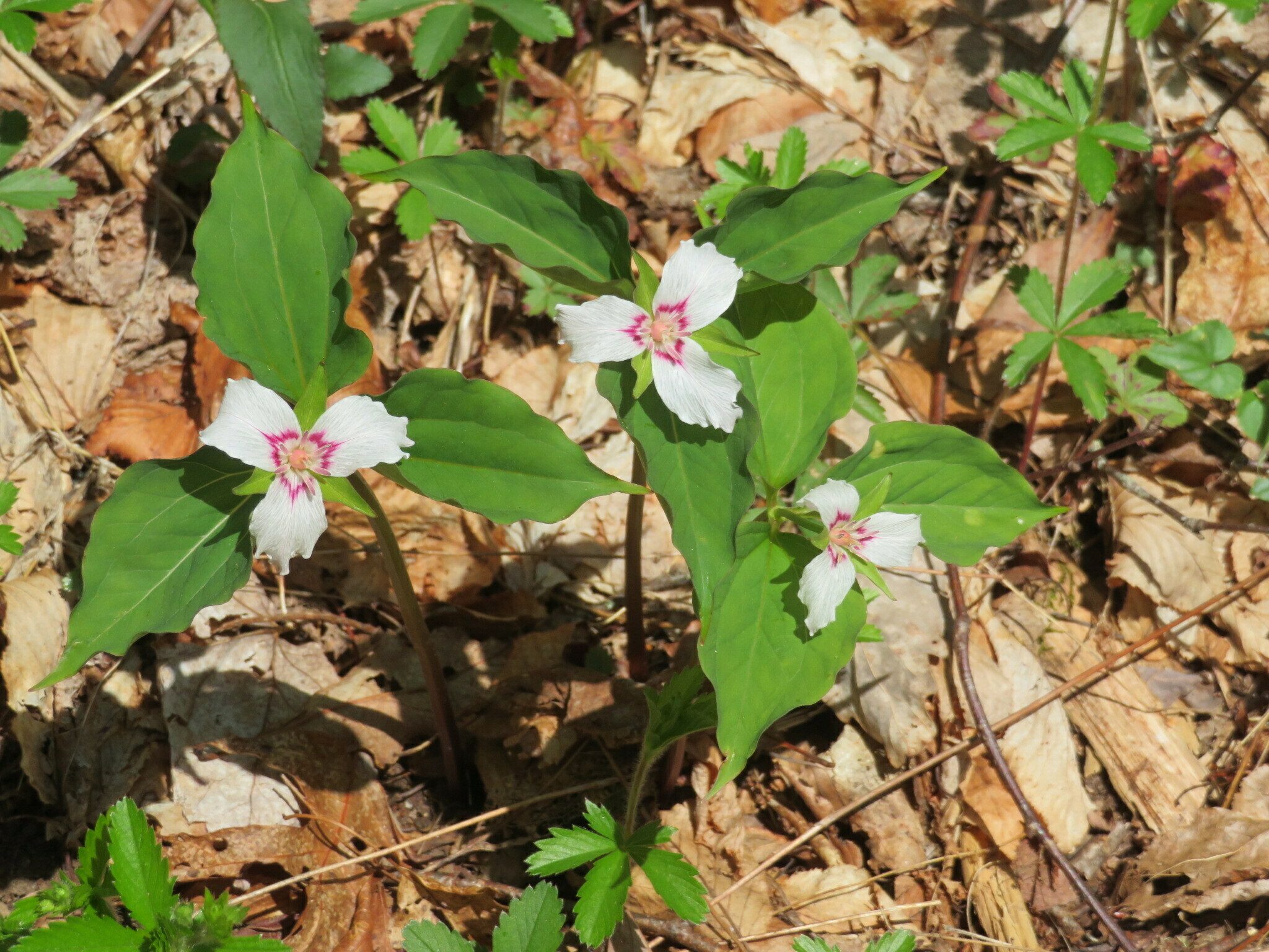 A trio of Painted trillium (Trillium undulatum).